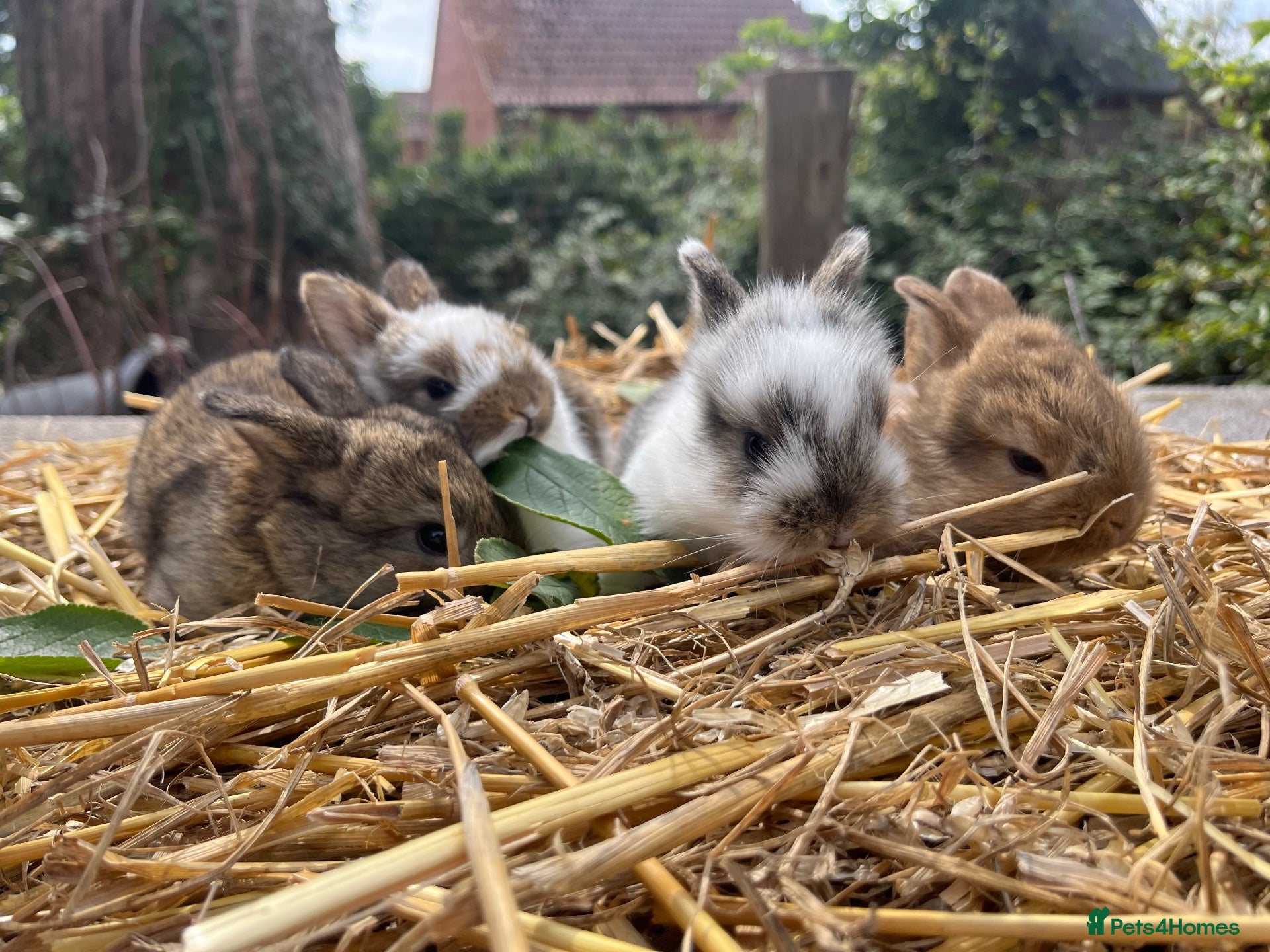 Mixed Breed rabbits Baby rabbits  - Advert 1