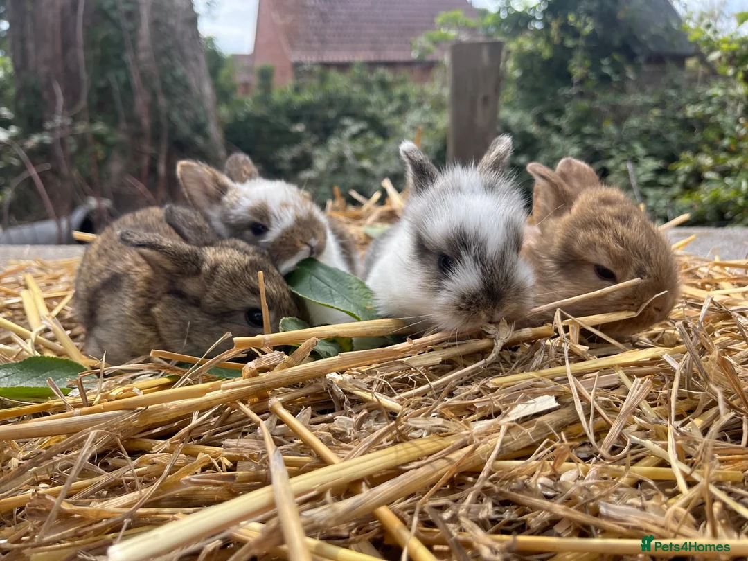 Mixed Breed rabbits for sale: Baby rabbits  - Advert 1