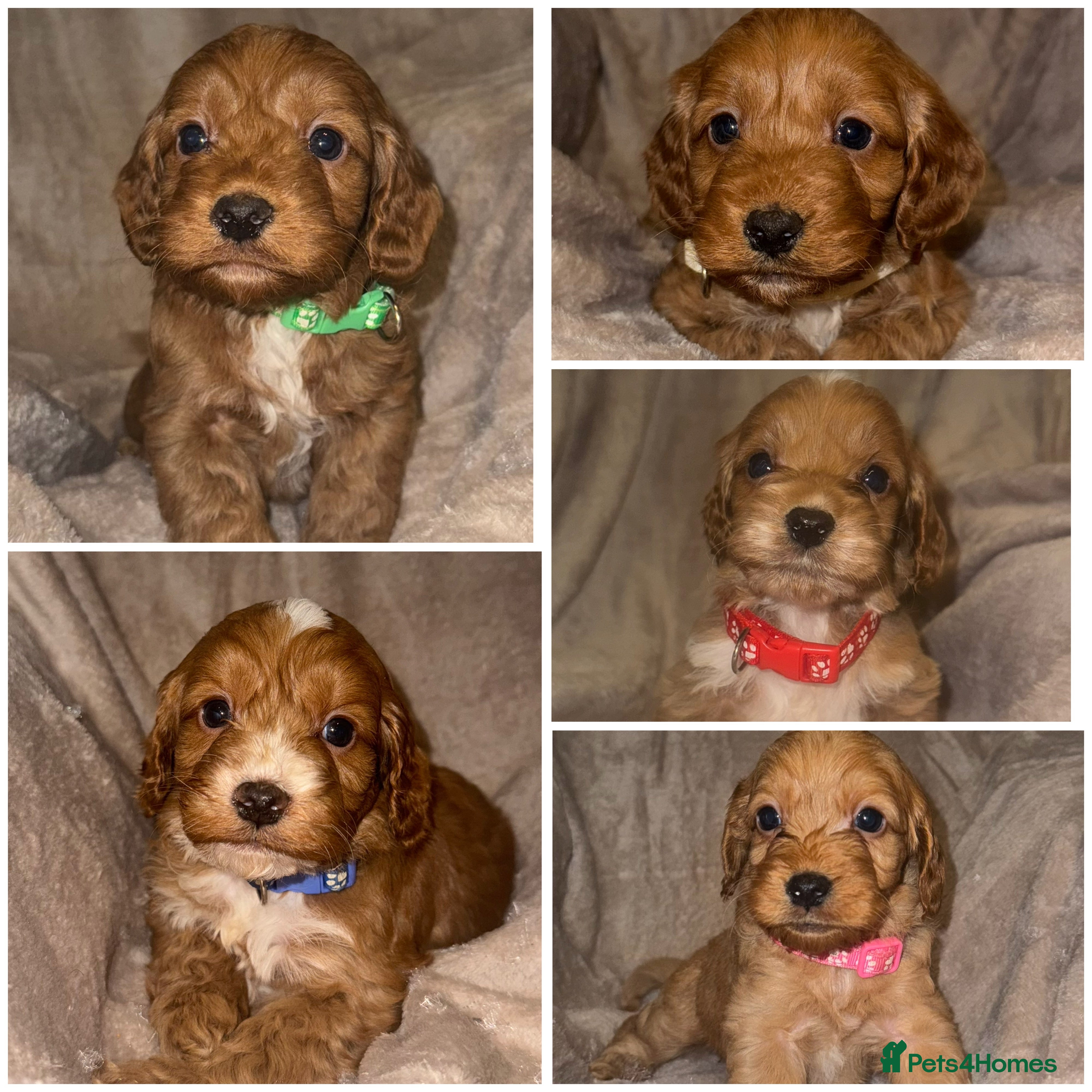 Cockapoo dogs 7 Cockapoo F1 class Fox red puppies - Advert 8