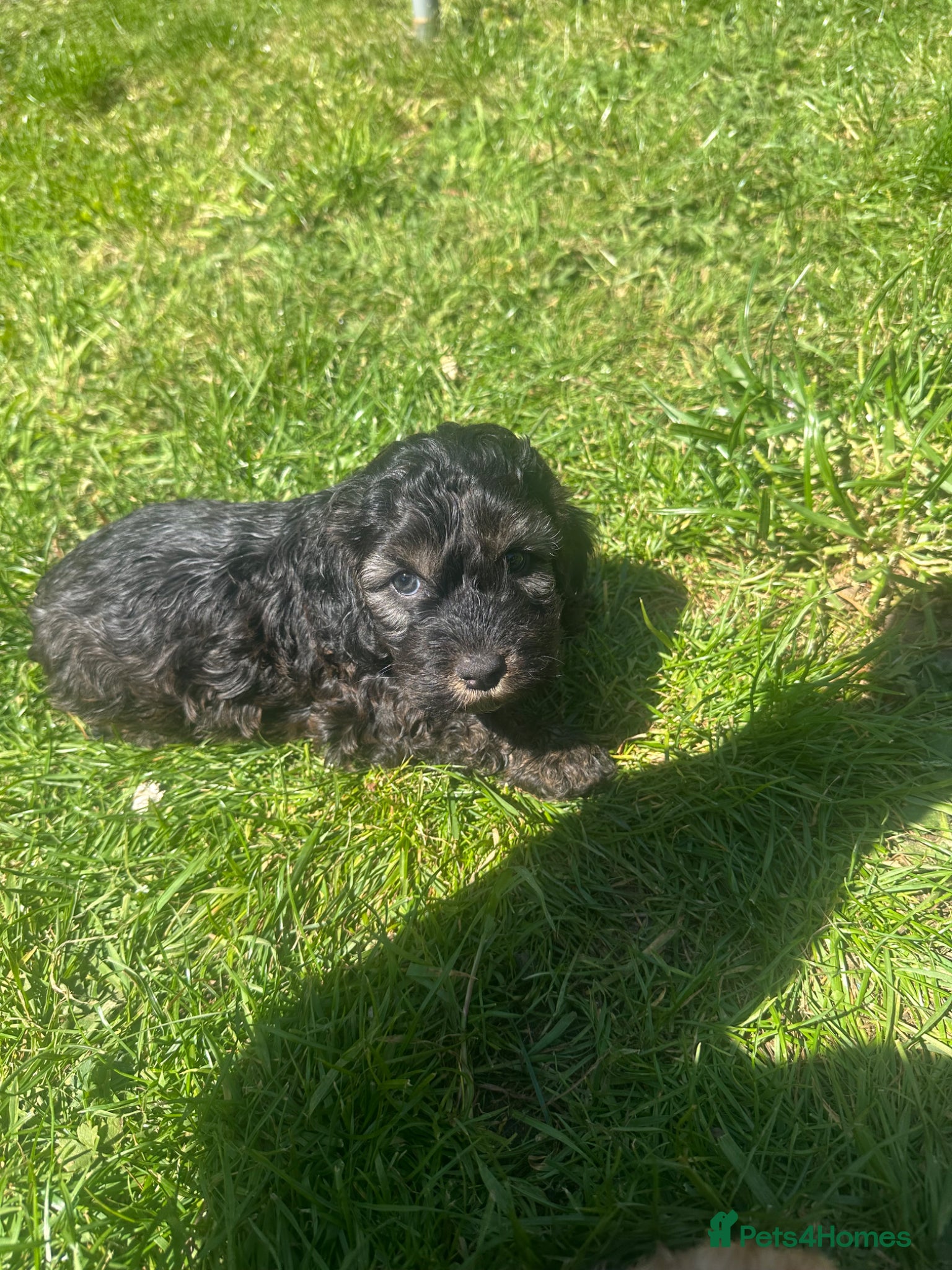 Cockapoo dogs for sale: 🌟5 star licenced breeder🌟 - Advert 1