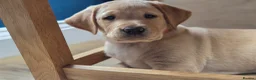 Labrador Retriever dogs for sale: Gorgeous Golden Labrador Girl, KC bloodline - Advert 6