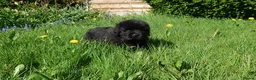 Newfoundland dogs for sale: Beautiful RKC registered Newfoundland Puppies - Advert 19