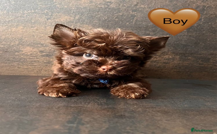 Yorkshire Terrier dogs - Advert 1