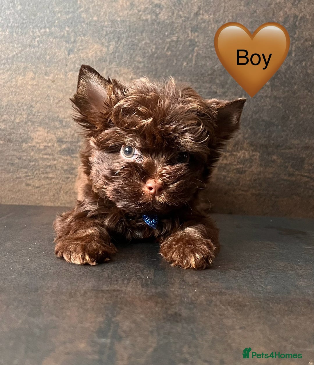 Yorkshire Terrier dogs for sale: 🤎 Chocolate Treasures🤎1 Boy available  - Image 2