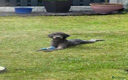 Bedlington Terrier dogs for sale: 1 year old  - Image 5