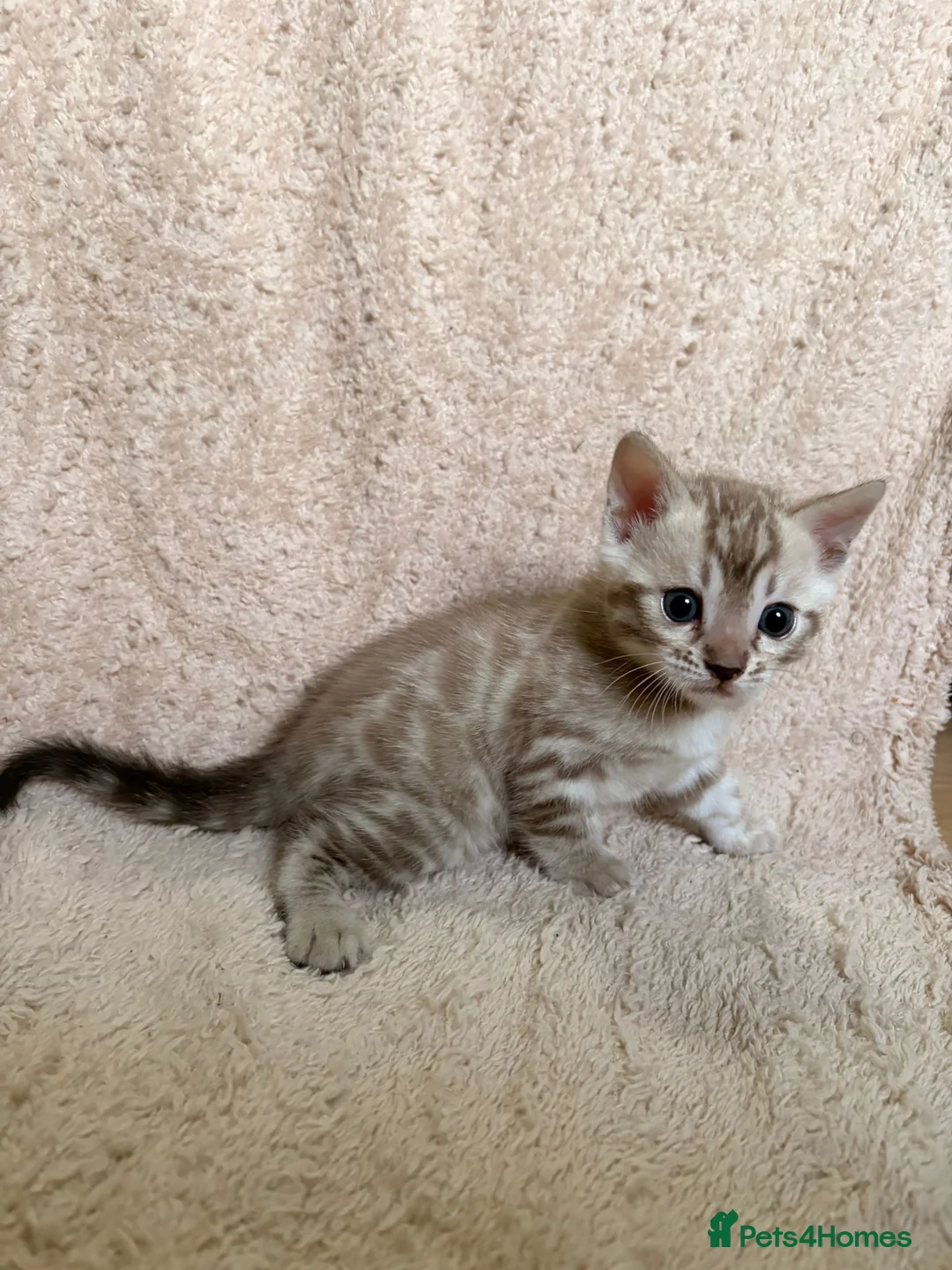 Bengal cats for sale: Beautiful TICA Bengal Kittens  - Advert 37