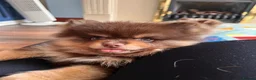 Pomeranian dogs for sale: Fluffy chocolate & tan boys READY TO LEAVE - Advert 7