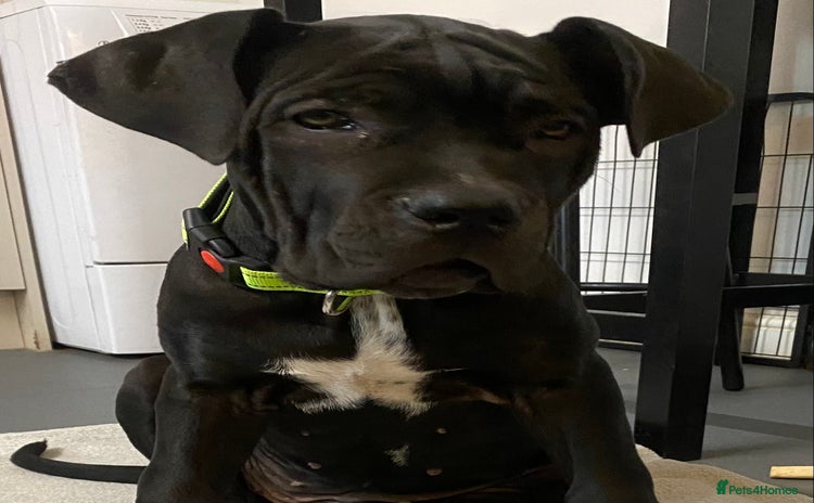 Cane Corso dogs - Advert 1