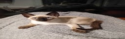 Siamese cats for sale: Traditional seal point boy kitten - Advert 3