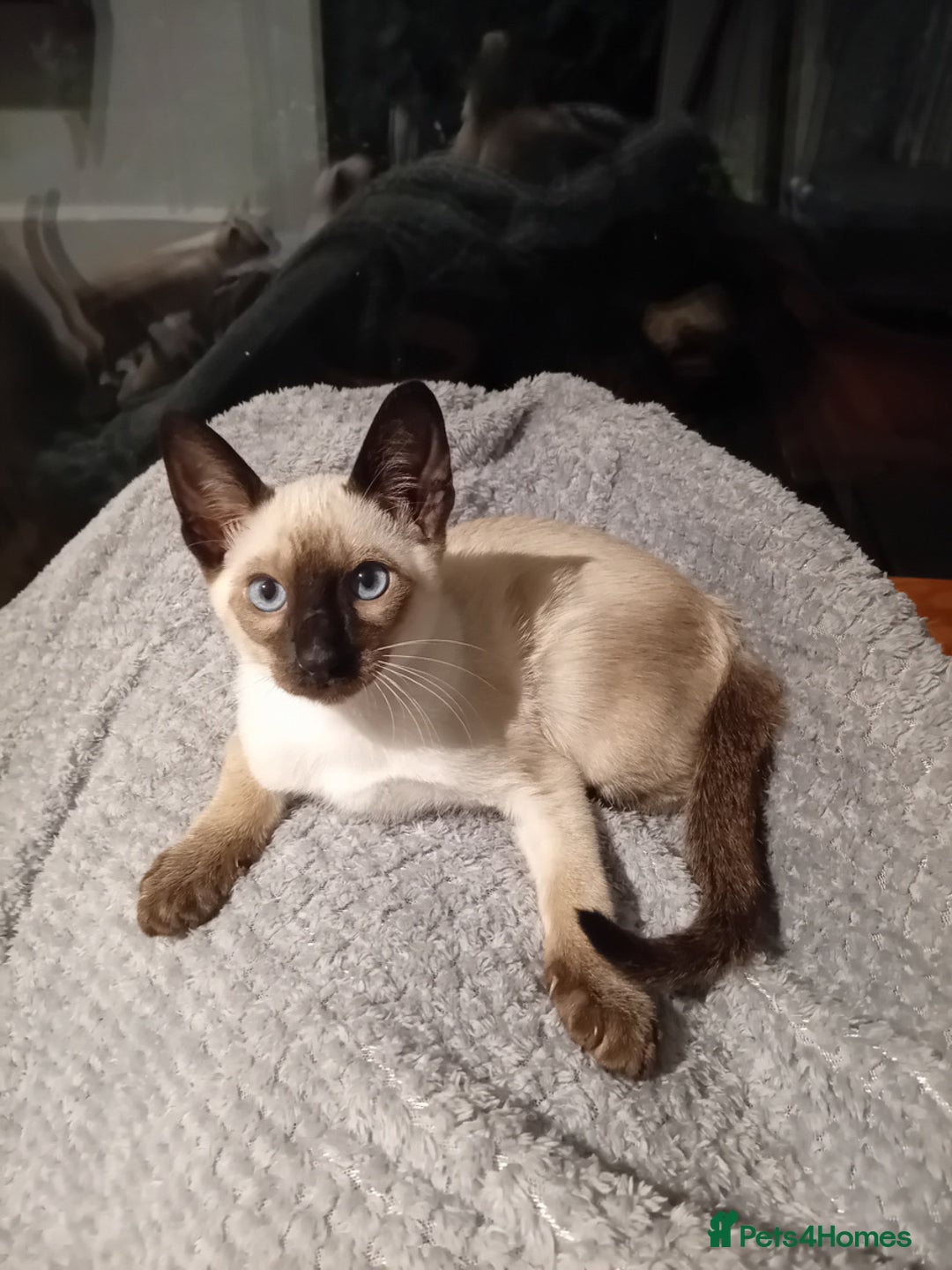 Siamese cats for sale: Traditional seal point boy kitten - Advert 3
