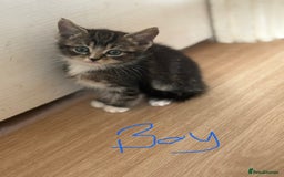 British Shorthair cats for sale: 3 male kittens  - Image 2
