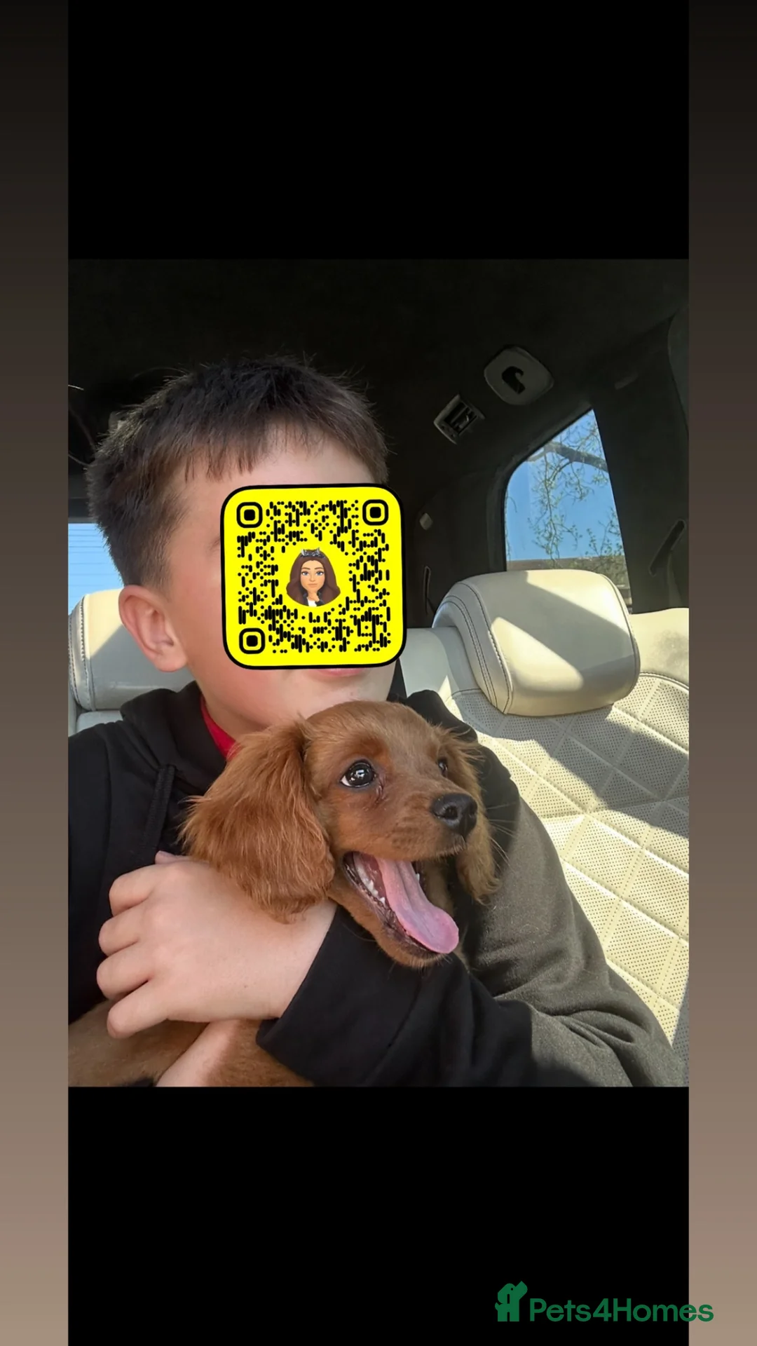 Cavapoo dogs for sale: Albert the cavapoo pup in Blackburn - Advert 2