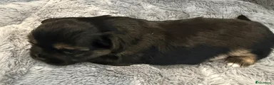 Milo puppy 3