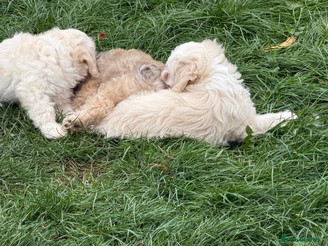 Bichon Frise dogs for sale: Dogs  - Image 4