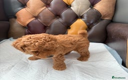 Toy Poodle dogs for sale: Four Beautiful Little Boys “Real Charmer’s “ - Image 20