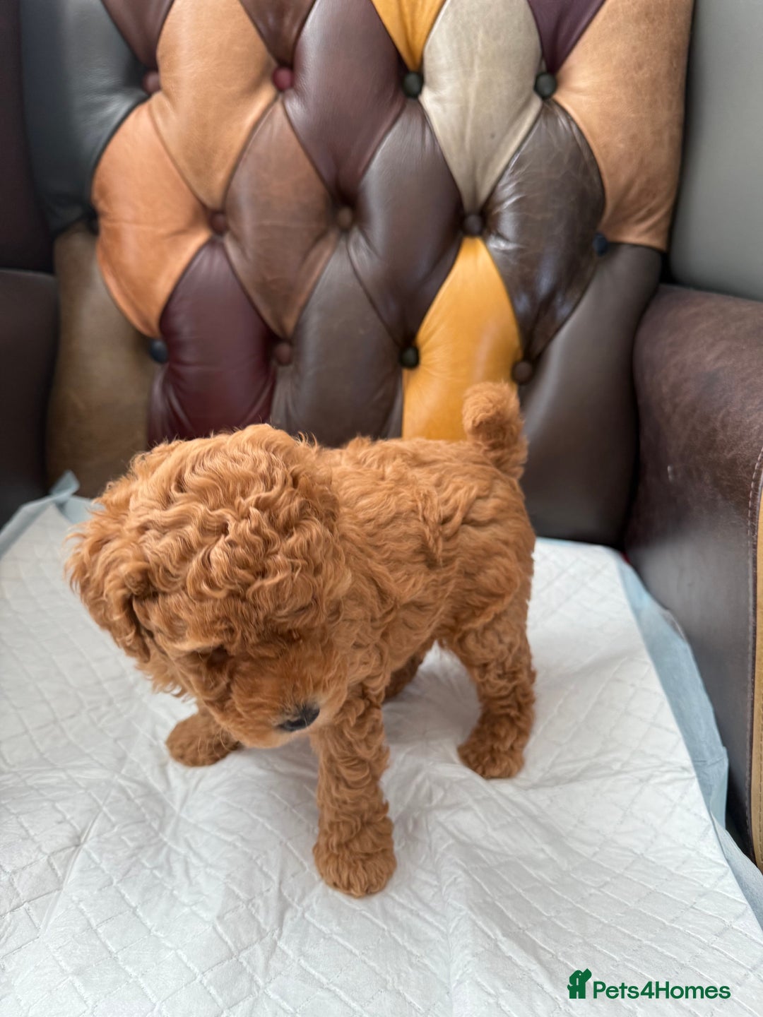 Toy Poodle dogs for sale: Four Beautiful Little Boys “Real Charmer’s “ - Image 20