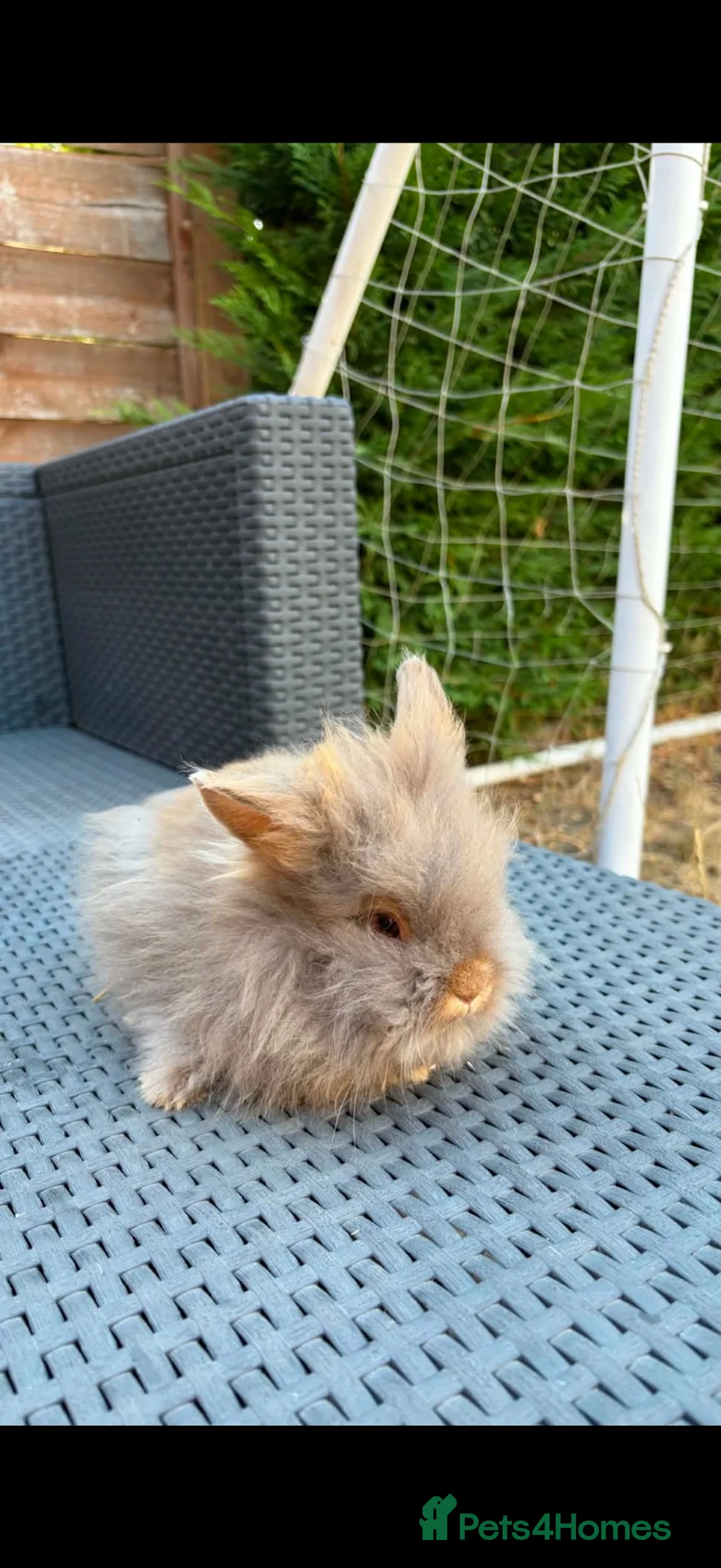 Lionhead rabbits for sale: Beautiful fluffy pure bred lion heads - Advert 10