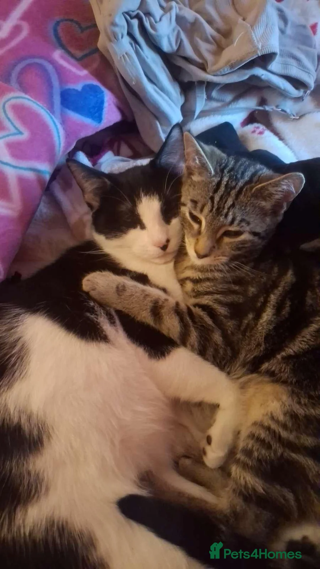 Mixed Breed cats for sale: Stunning kittens for sale - Advert 1
