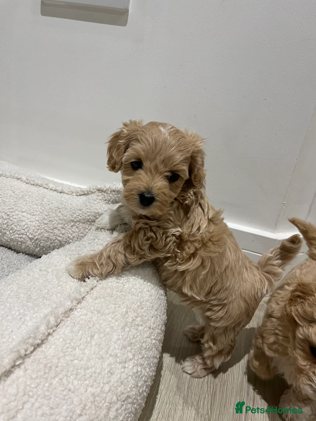 Maltipoo dogs for sale: Gorgeous Maltipoo Pups looking for their new home  - Advert 27