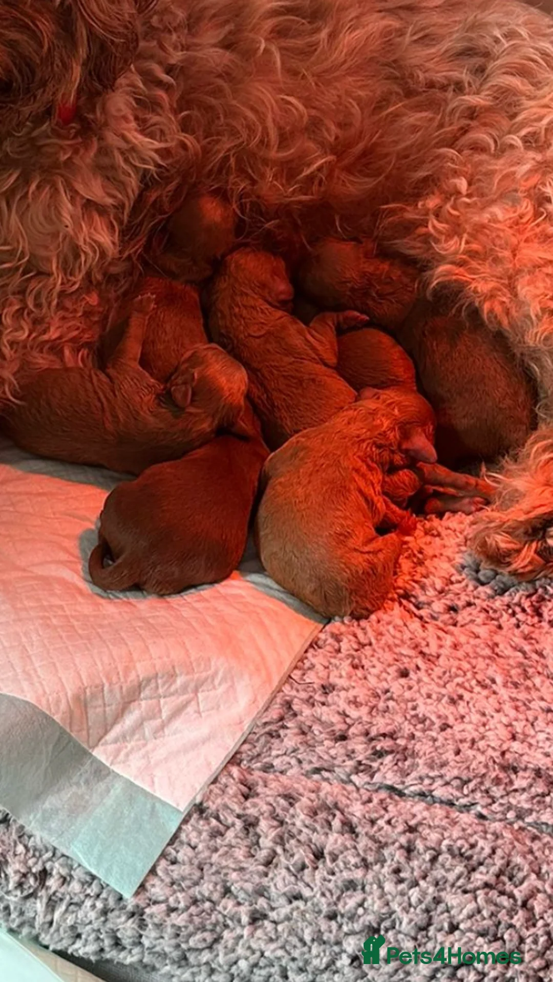 Toy Poodle dogs for stud: Health tested fox red toy poodle stud  in Stevenage - Advert 19