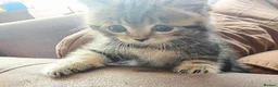 British Shorthair cats for sale: 3 beautiful kittens available - Advert 4