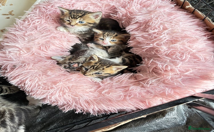 Bengal cats - Advert 10