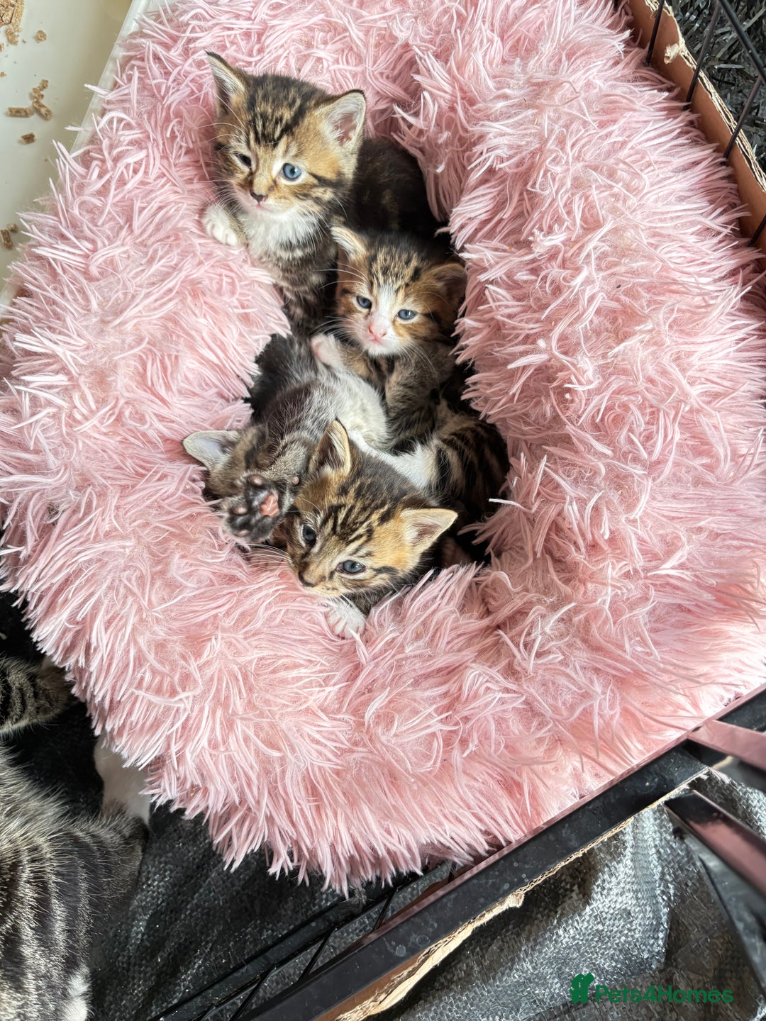 Bengal cats for sale: Kitten  - Image 1