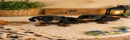 Miniature Dachshund dogs for sale: Last little girl she’s had 2nd vax KC reg READY  - Advert 12