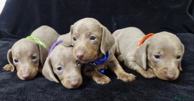 Miniature Dachshund dogs - Advert 5