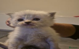 Ragdoll cats for sale: Ragdoll kittens - Image 4