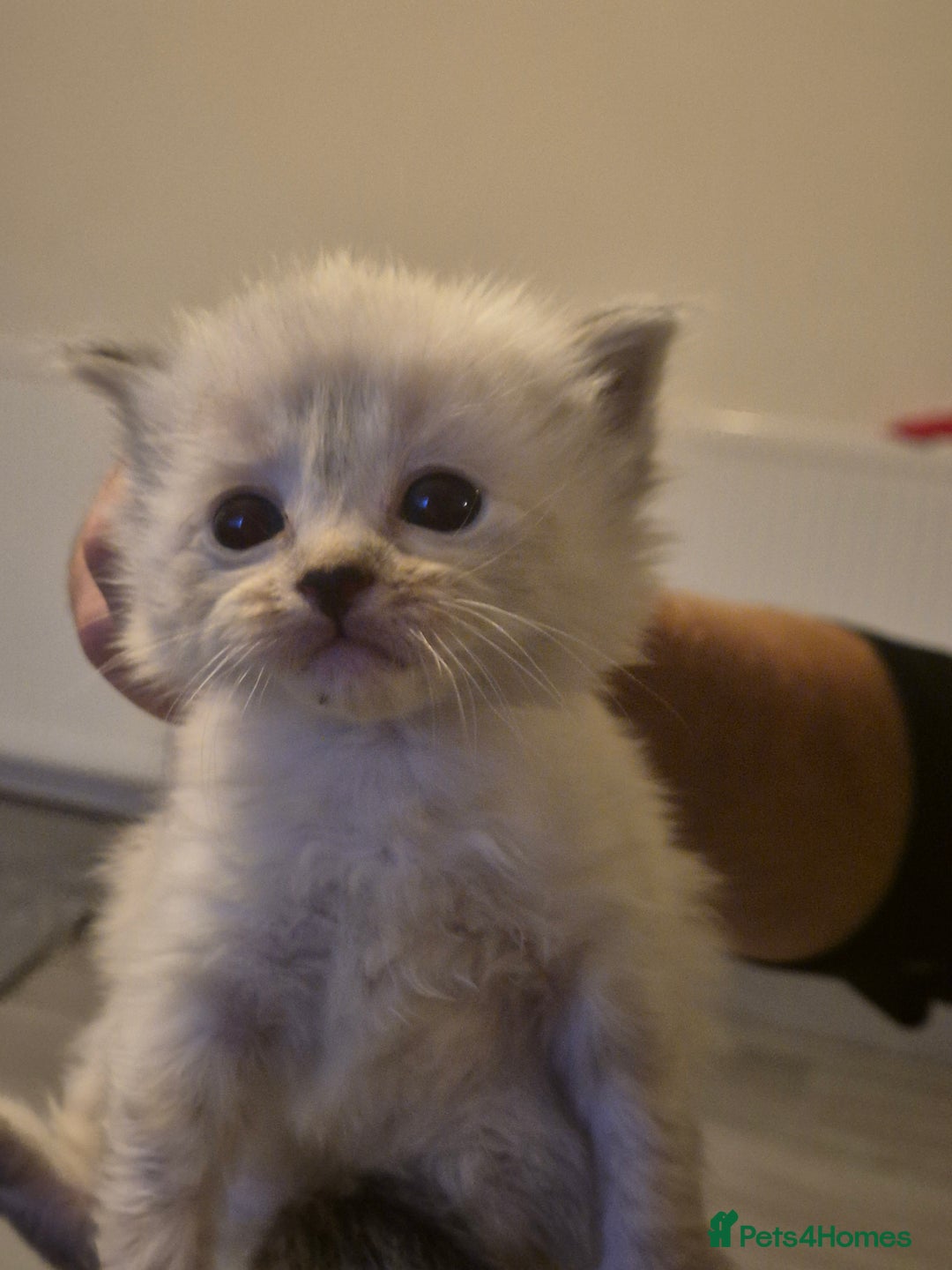 Ragdoll cats for sale: Ragdoll kittens - Image 4