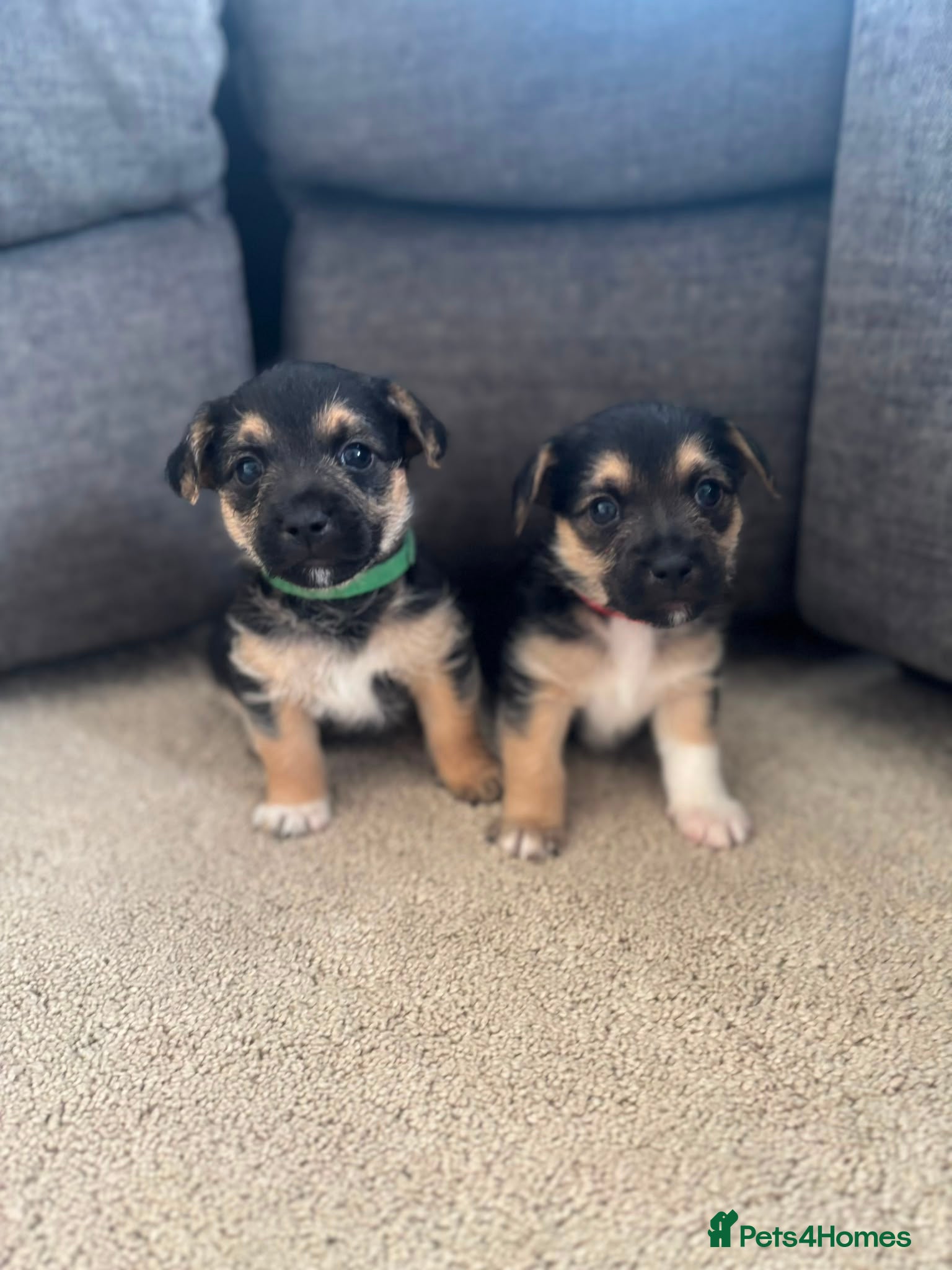 Jack Russell dogs Beautiful Jack Russells-Two left! - Advert 1