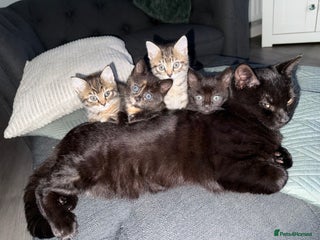 Mixed Breed cats Kittens ready 1st dec - Advert 1