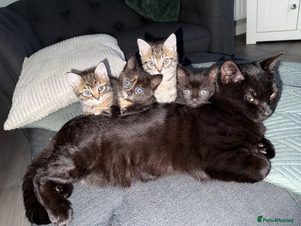 Mixed Breed cats Kittens ready 1st dec - Advert 1