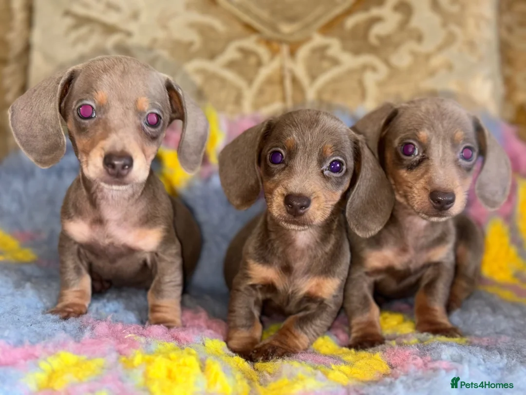 Miniature Dachshund dogs for sale: Mini dashaund puppy’s available now ❤️ - Advert 4