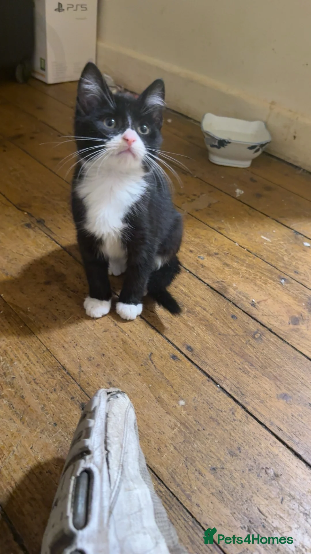 Mixed Breed cats for sale: 5 Kittens  - Advert 1