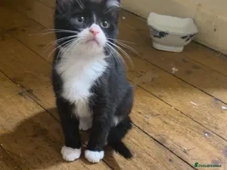 Mixed Breed cats 5 Kittens - Advert 1