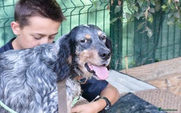 English Setter dogs for adoption: Hasgar - Image 8