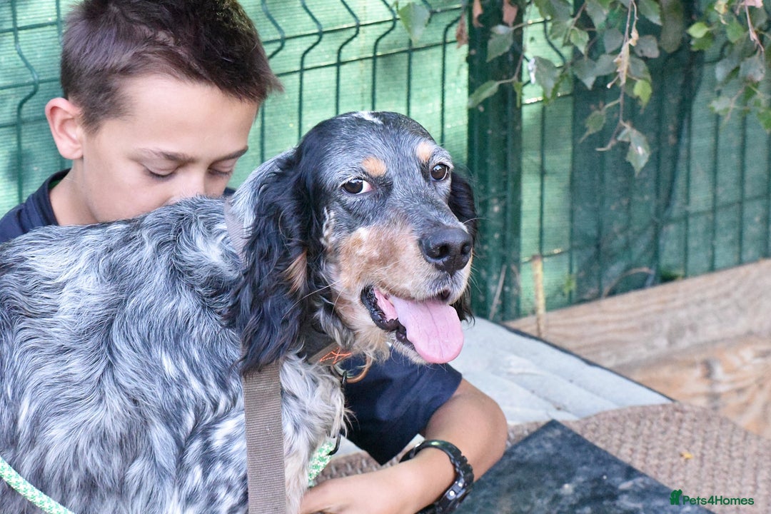 English Setter dogs for adoption: Hasgar - Image 8