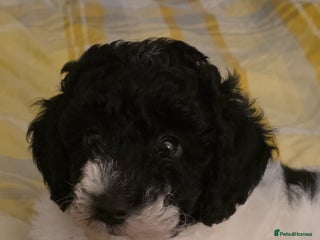 Cockapoo dogs - Advert 5