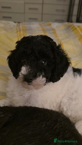 Cockapoo dogs - Advert 7