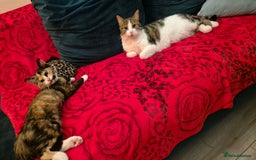 Mixed Breed cats for sale: Little cat  - Image 5