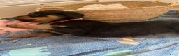 Rottweiler dogs for sale: Beautiful full bread Rottweiler pups  - Advert 11