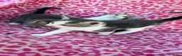 Mixed Breed cats for sale: Kittens - Advert 10