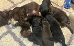 Mixed Breed dogs for sale: Cockerspaniel x Huntaway ready for Christmas!!  - Advert 3