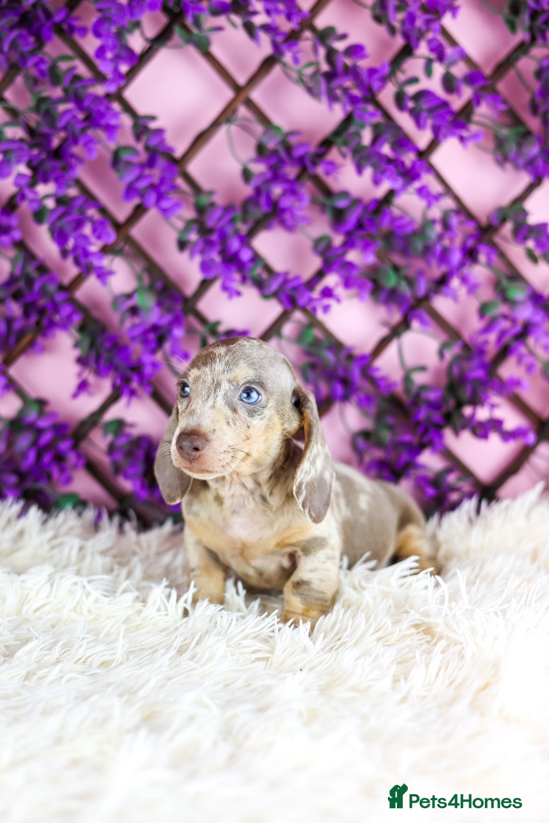 Miniature Dachshund dogs for sale: Ready now  - Advert 6