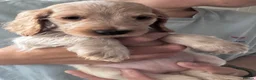 Cocker Spaniel dogs for sale:  Beautiful Litter of Show Cocker Spaniels  - Advert 7