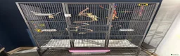 Cockatiels birds for sale: Cockertiels for rehoming in Bedale - Advert 6