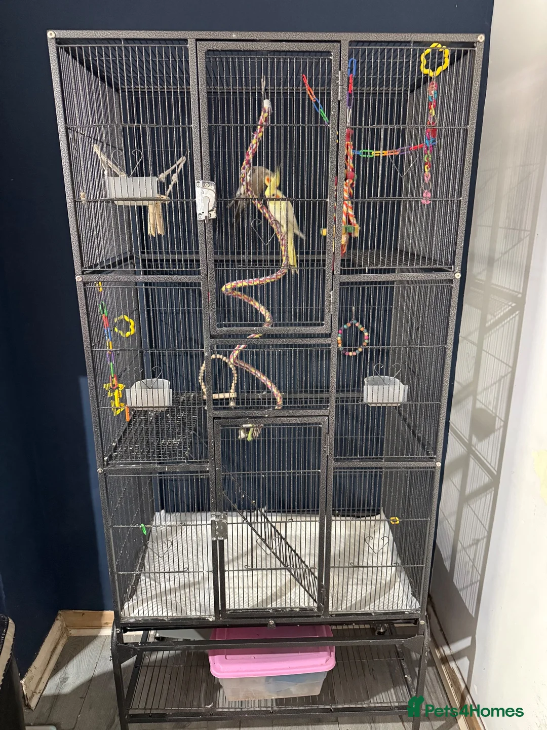 Cockatiels birds for sale: Cockertiels for rehoming in Bedale - Advert 6