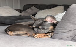 French Bulldog dogs for sale: French Bulldog - Image 1